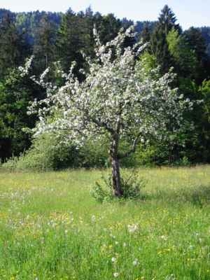 Apfelbaum blühend.jpg